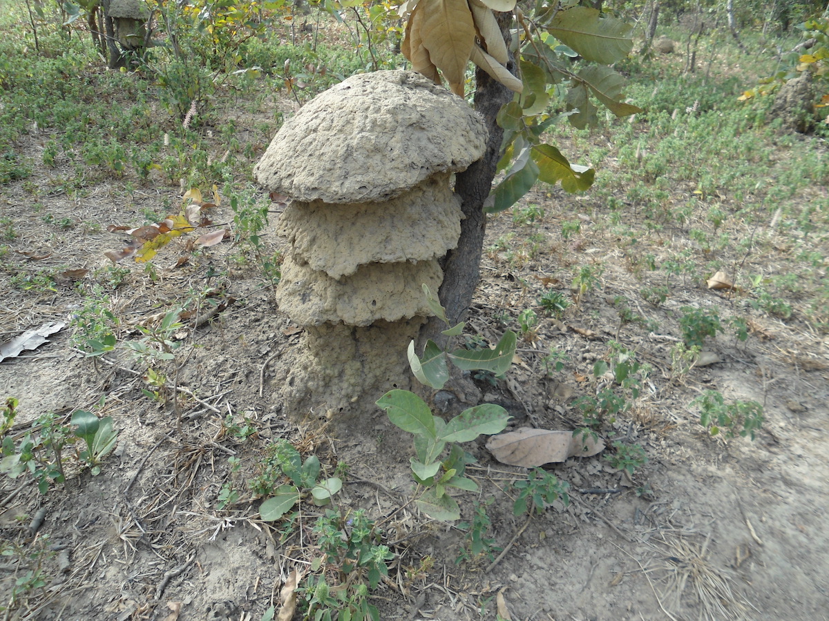 termite mound under a tree 