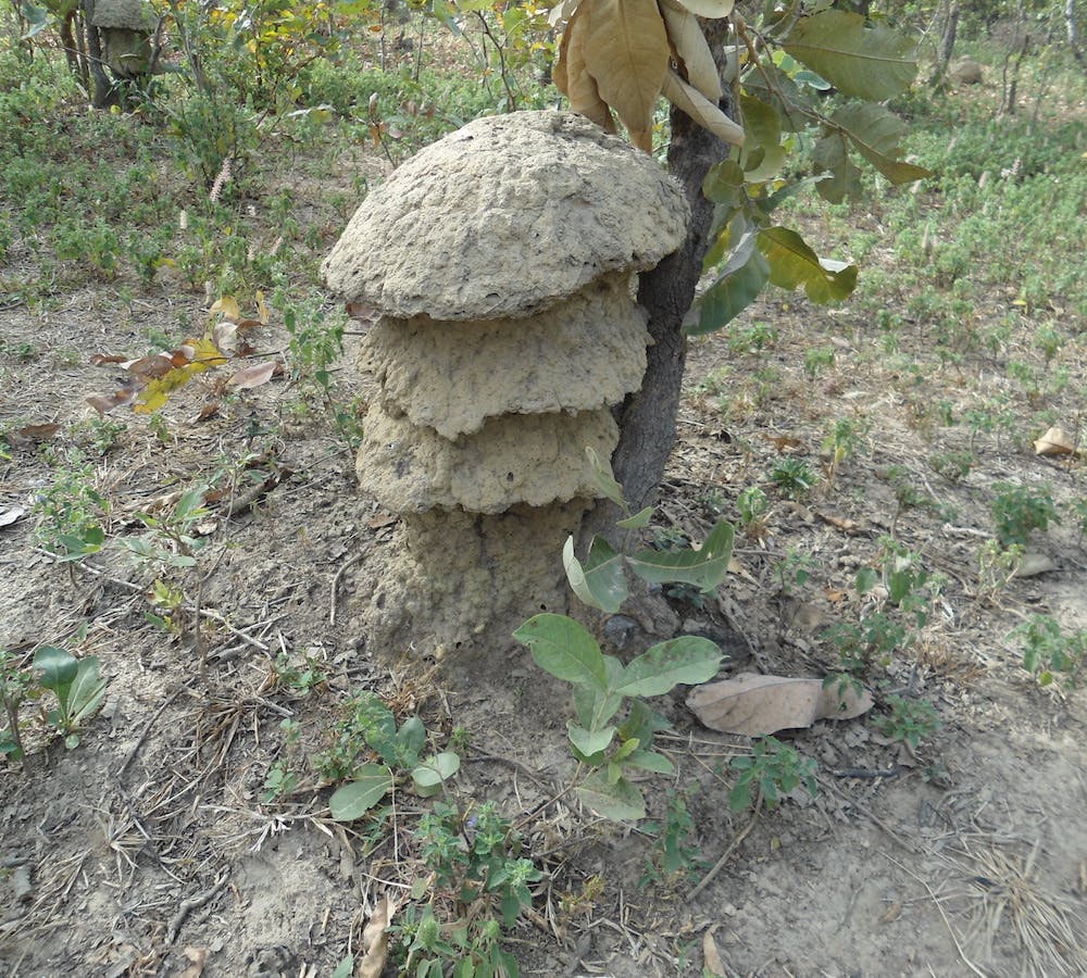termite mound under a tree 