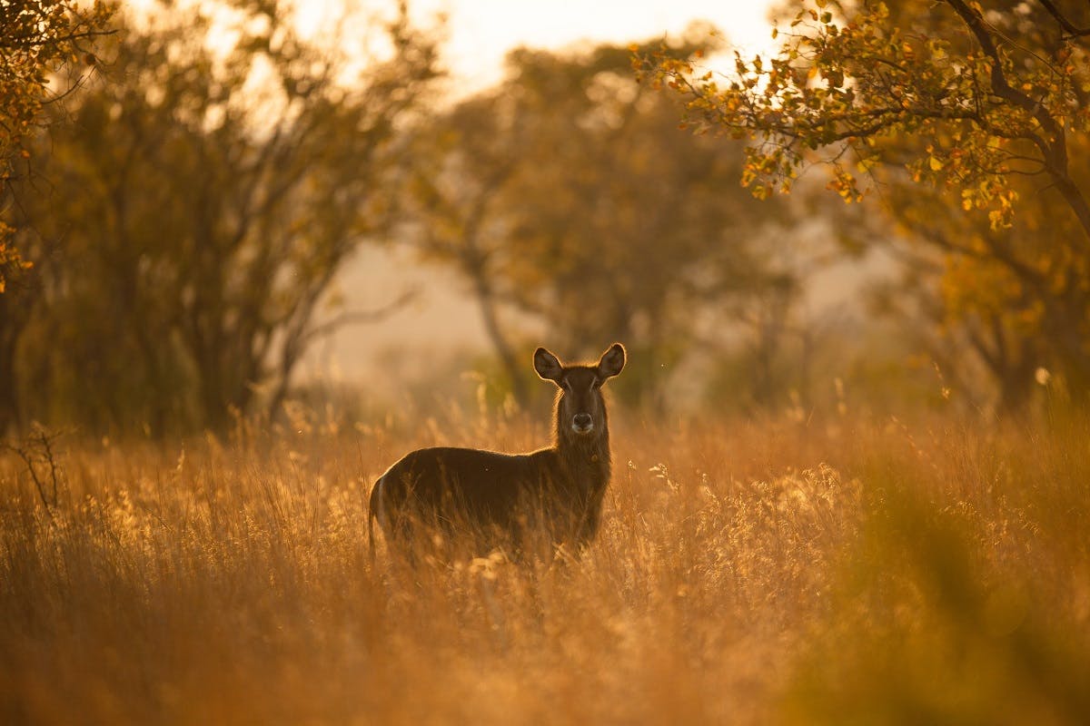 A deer looking on in Africa.