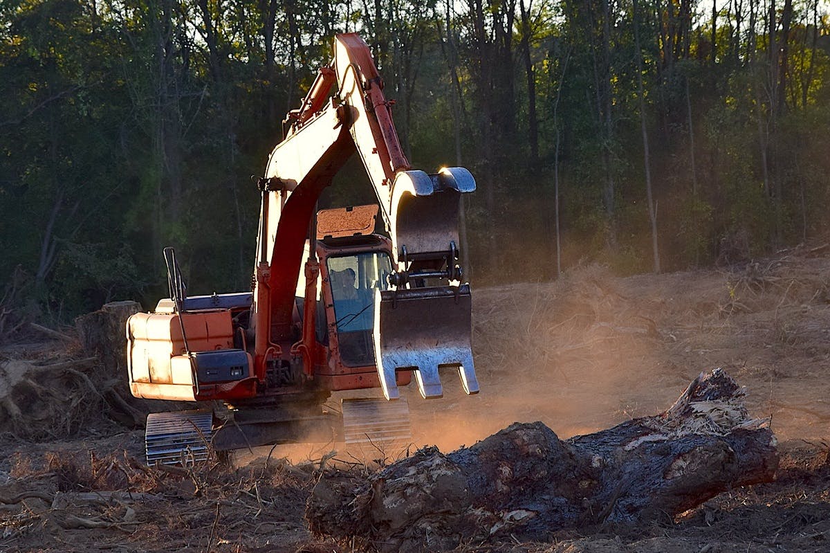 Heavy machinery is used to clear cut logs. Deforestation is the leading driver for our planet's loss of biodiversity. 