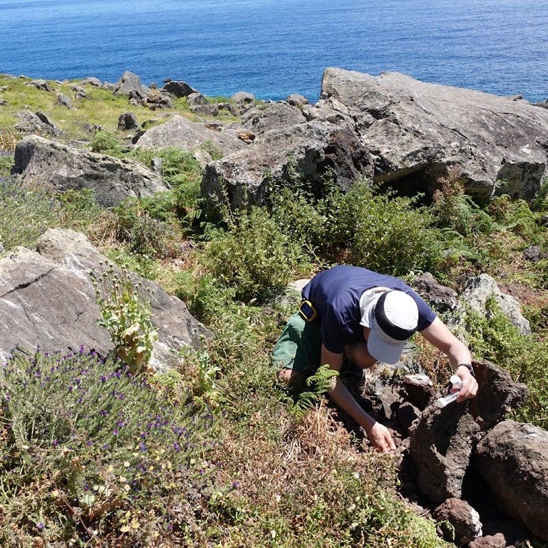 Dinarte Teixeira, the IFCN malacologist leading a rescue operation in his natural habitat searching for critically endangered snails.