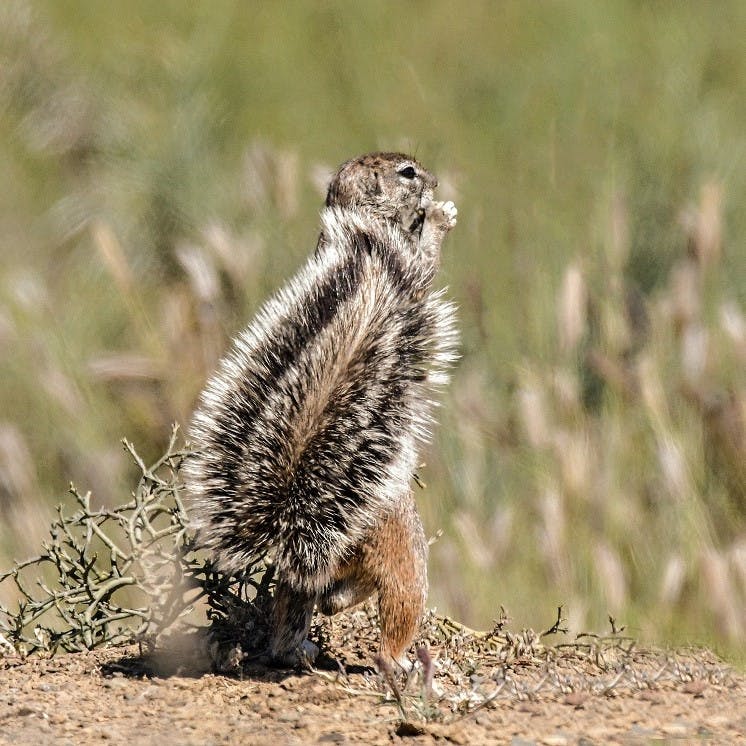 A prairie dog in America's great plains. Just one of many species to benefit from rewilding in north America.