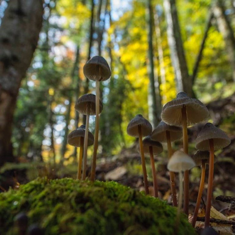 Fungus grows in the understory of an old-growth forest