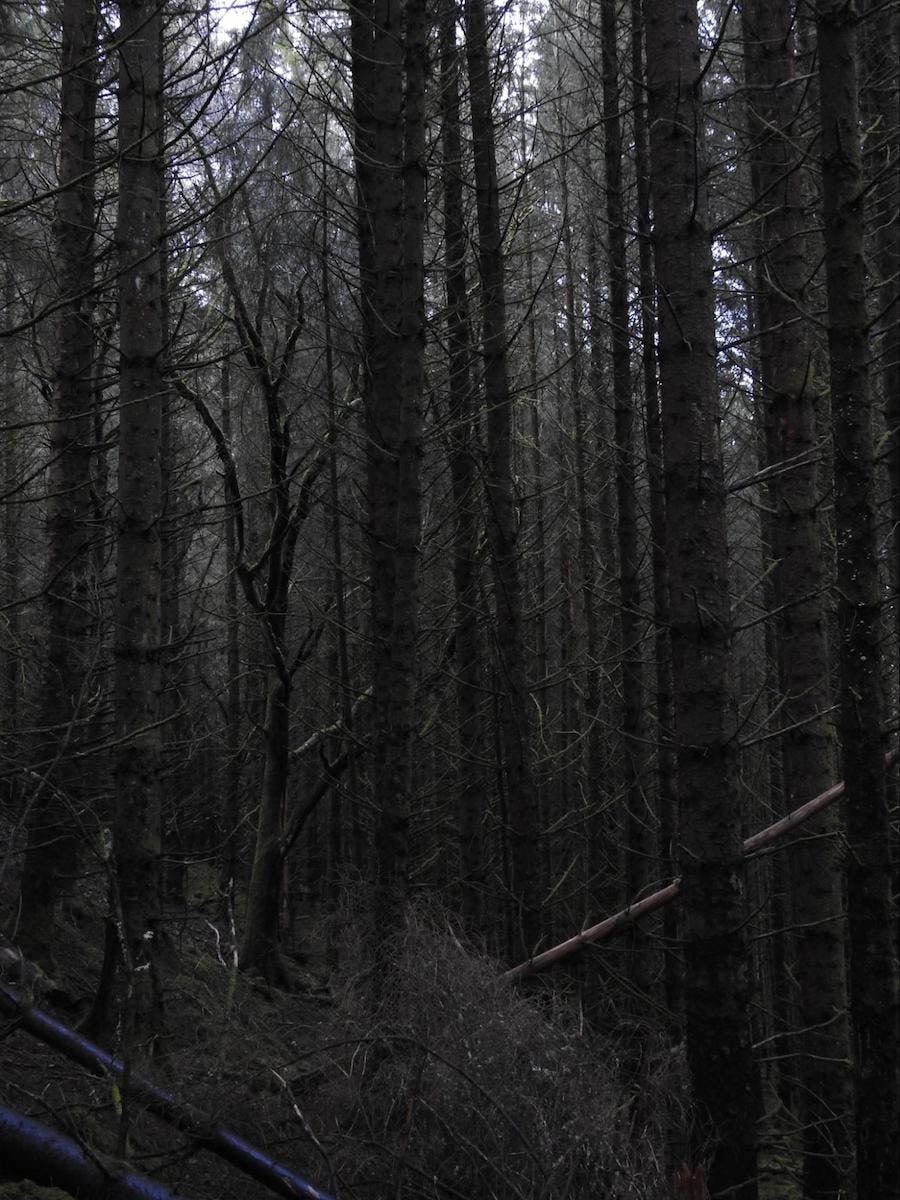 Dense canopy of sitka spruce blocking light in the Loch Arkaig Pine Forest