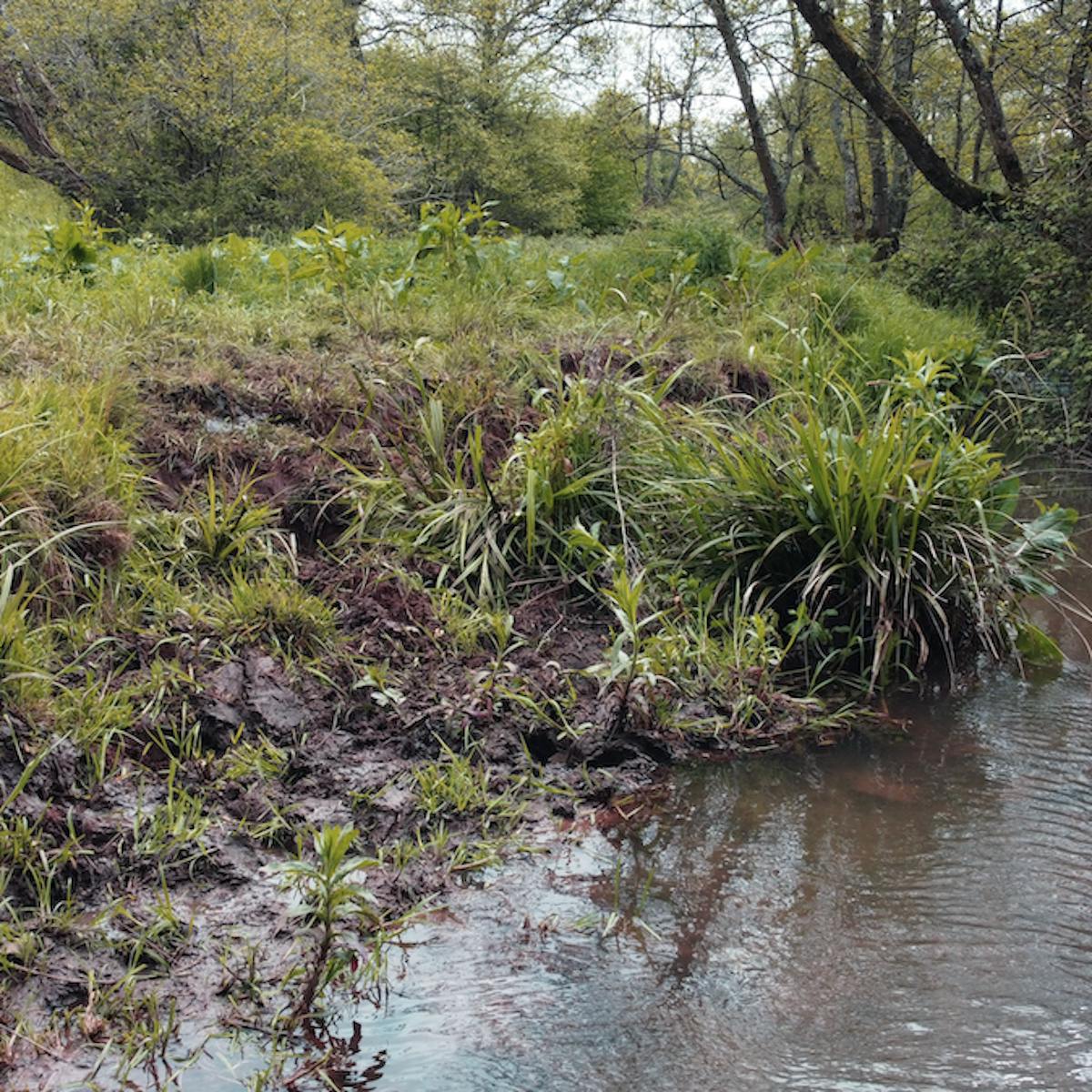 A section of the River Chew which has been affected by livestock trampling on the riverbank.