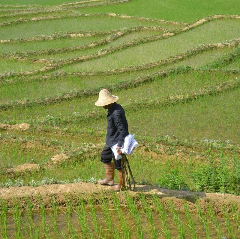 A Chinese farmer in rice fields.