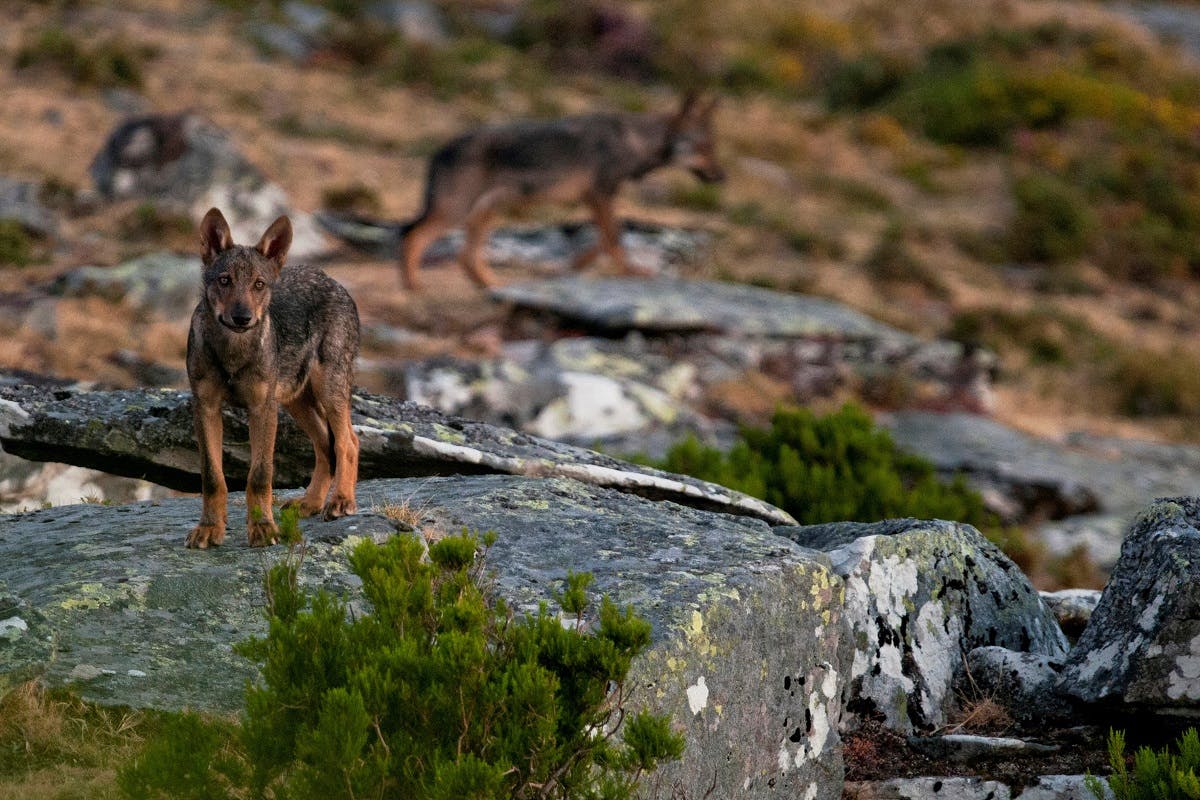Two Iberian wolves stand atop a rocky outcrop in the north of Portugal.