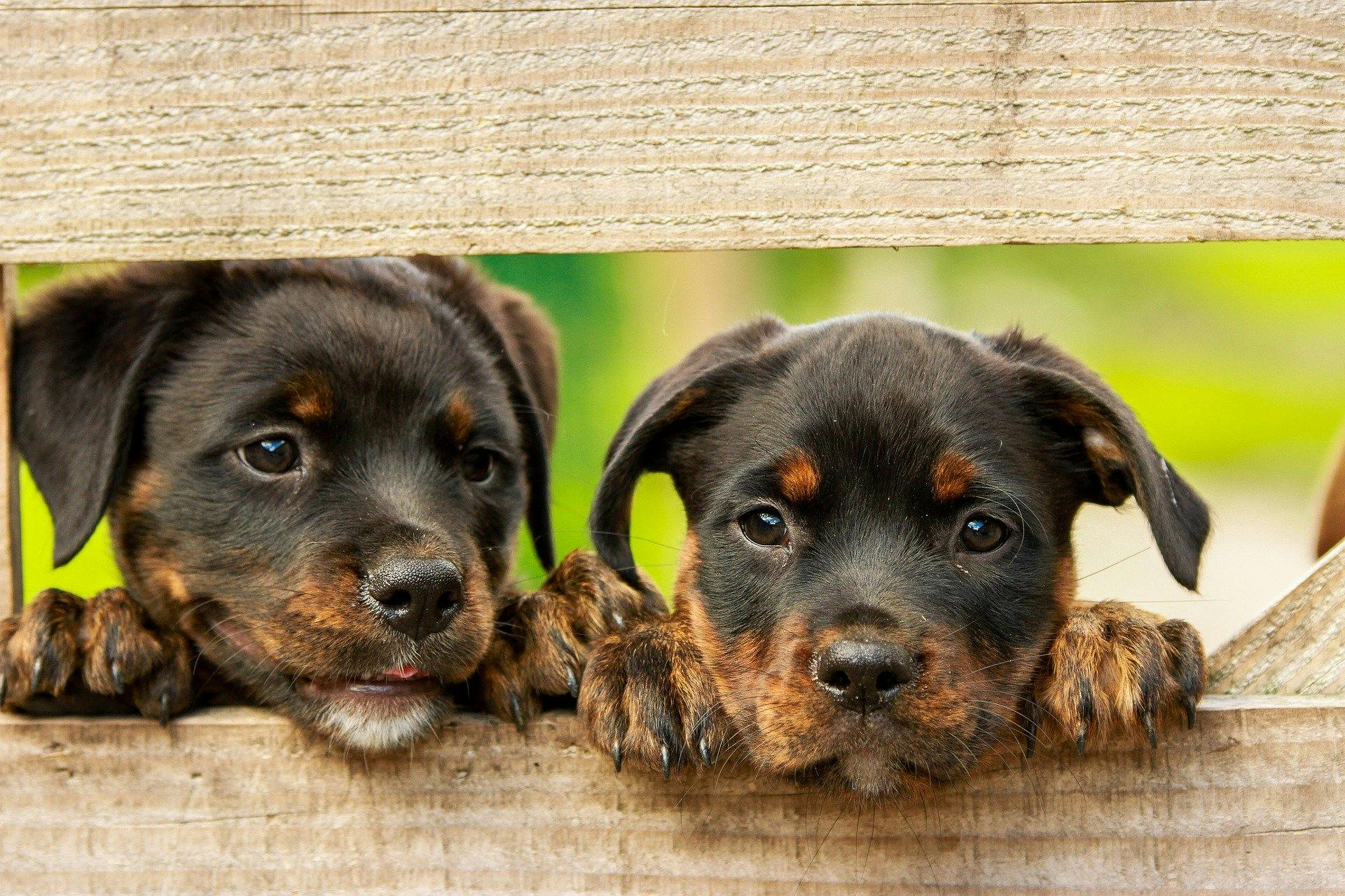 Two young puppies poking their heads through a hole in a gate.