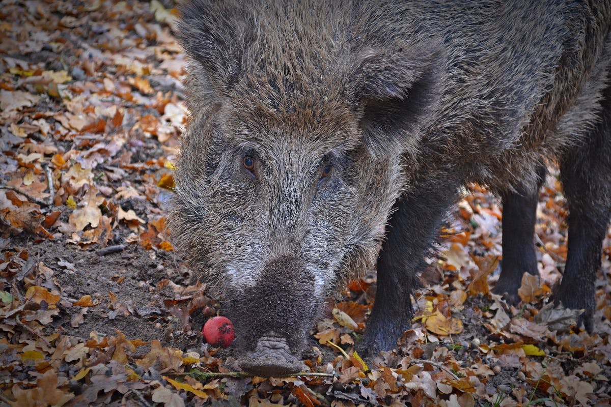 A wild boar rootling for acorns in an oak woodland.