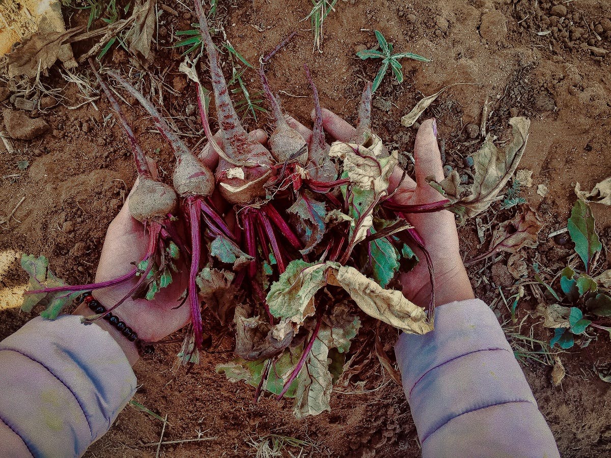 grow your own beets