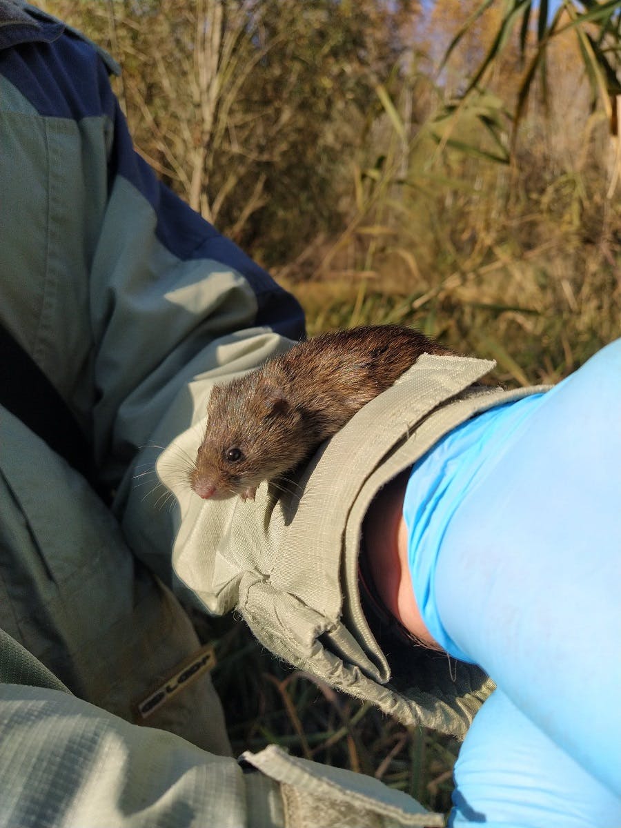 A Pannonian root vole perched on the arm of a researcher.