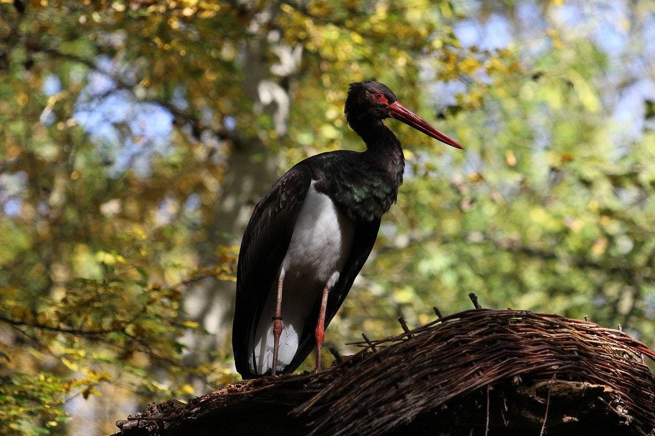 An endangered black stork sits on a roof against a backdrop of green and golden leaves