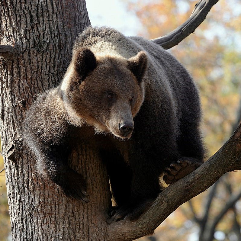 A European brown bear climbing up a tree