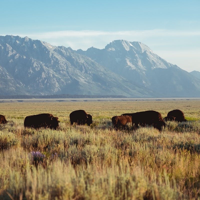 A herd of bison grazing in the great plains of North America.