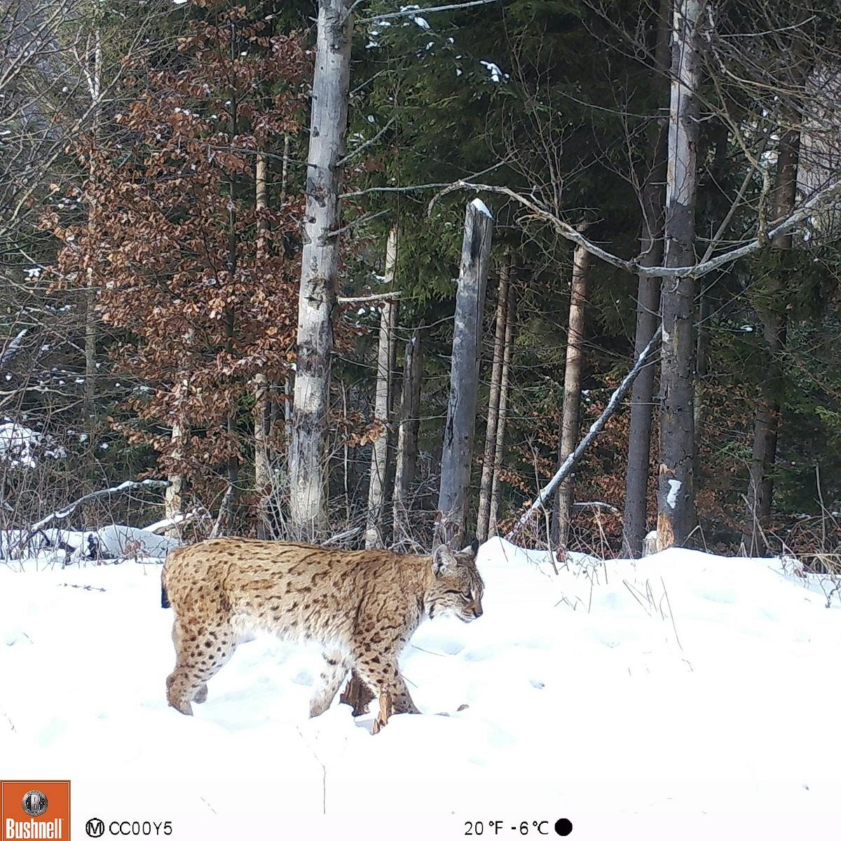 A lynx caught on our camera trap in Romania's Southern Carpathians