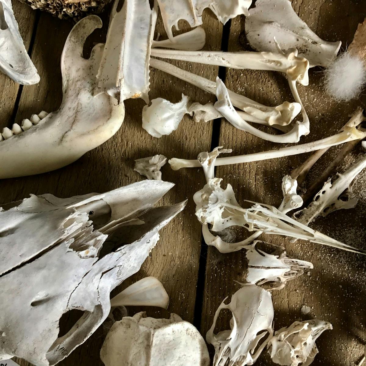 A collection of wildlife bones and skulls depicting the sixth mass extinction. 