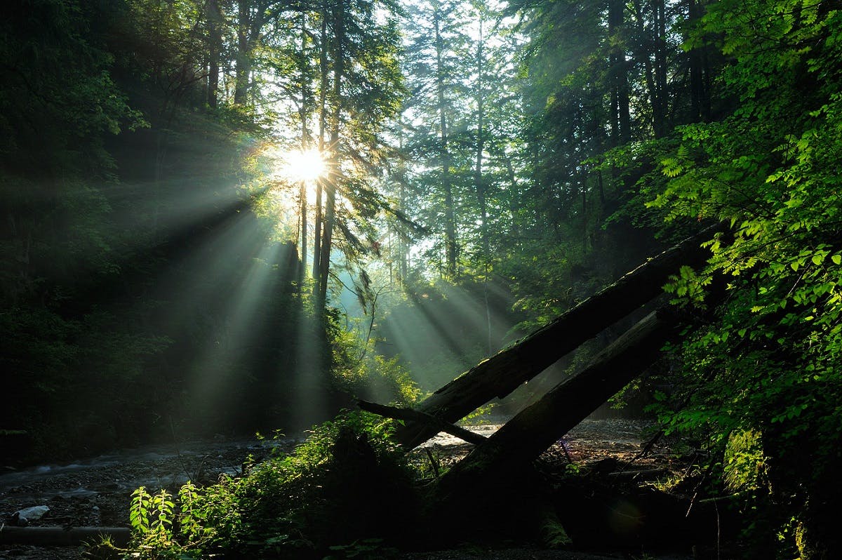 An growth forest with the sun shining through its canopy.