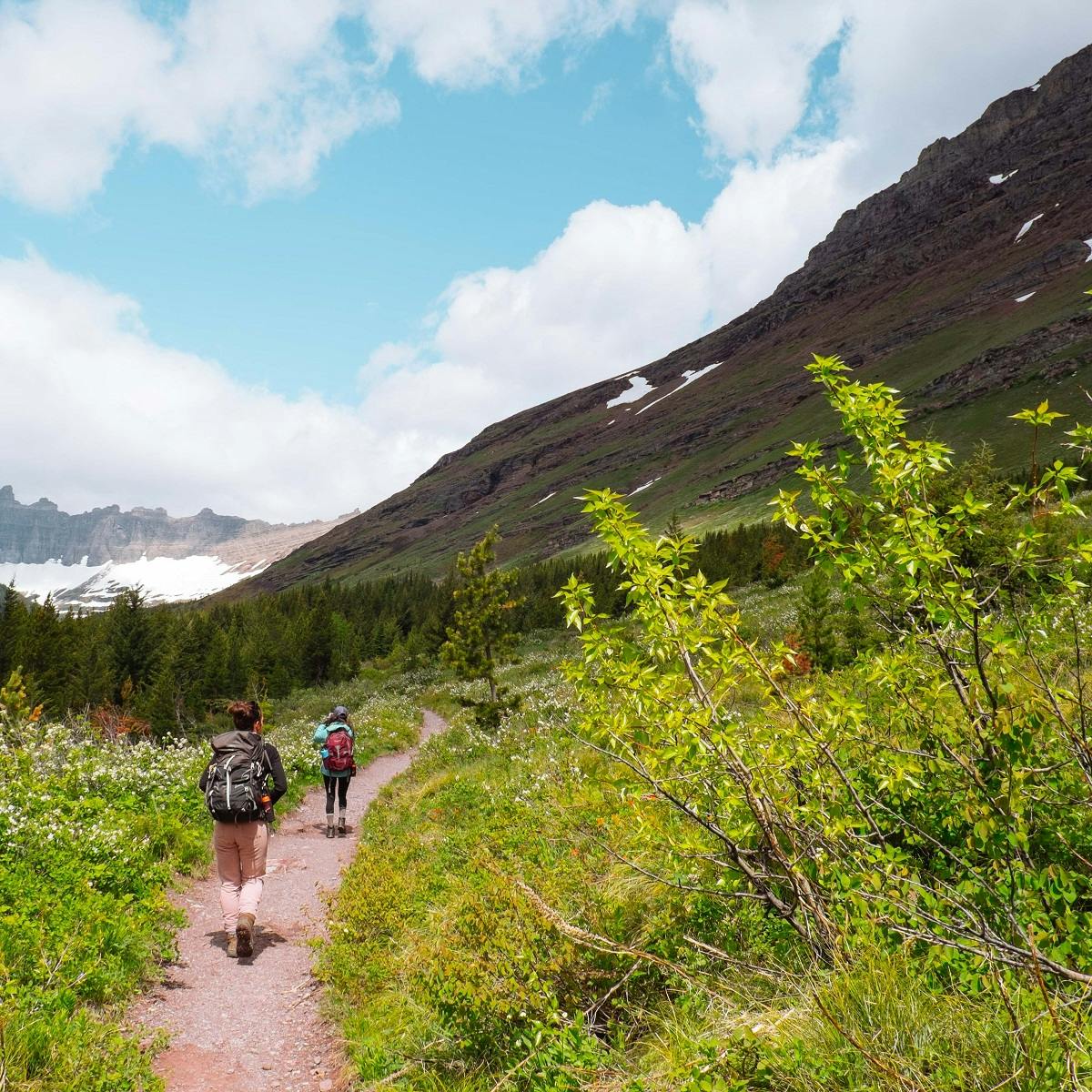 Hikers walk down a trail of wildflowers and conifer trees towards a snow covered mountain. Rewilding promotes nature based tourism.