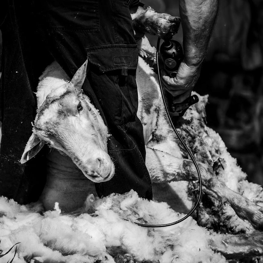 A sheep being sheared. Sheep often suffer in the shearing process and so woollen products are viewed as unethical by some groups. 