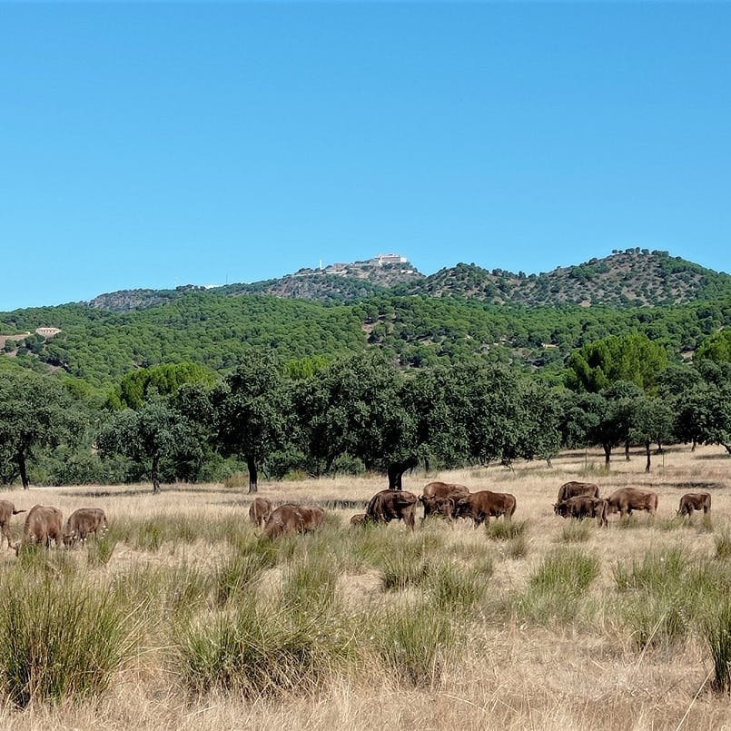European bison herd grazing with basilica as backdrop, Encinarejo.