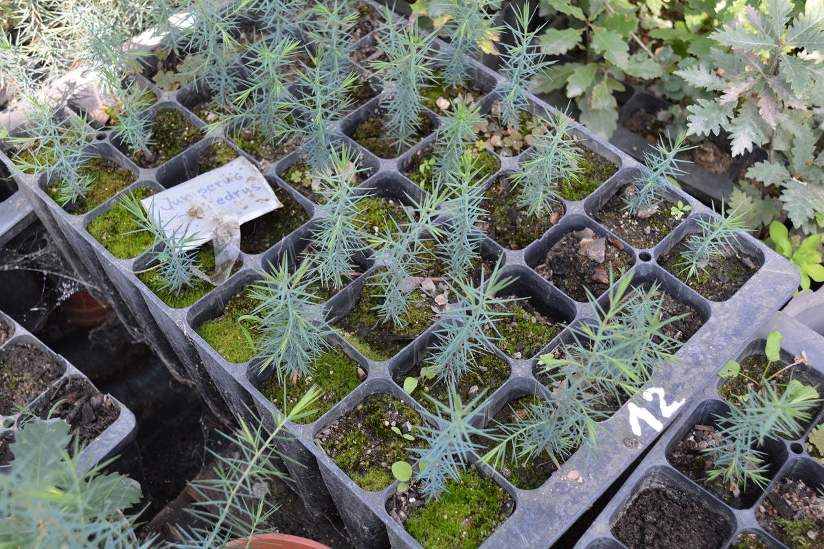 Our tree saplings are grown in a nurseries before planting. We have calculated 5 trees to carbon offset 1 ton of CO2.