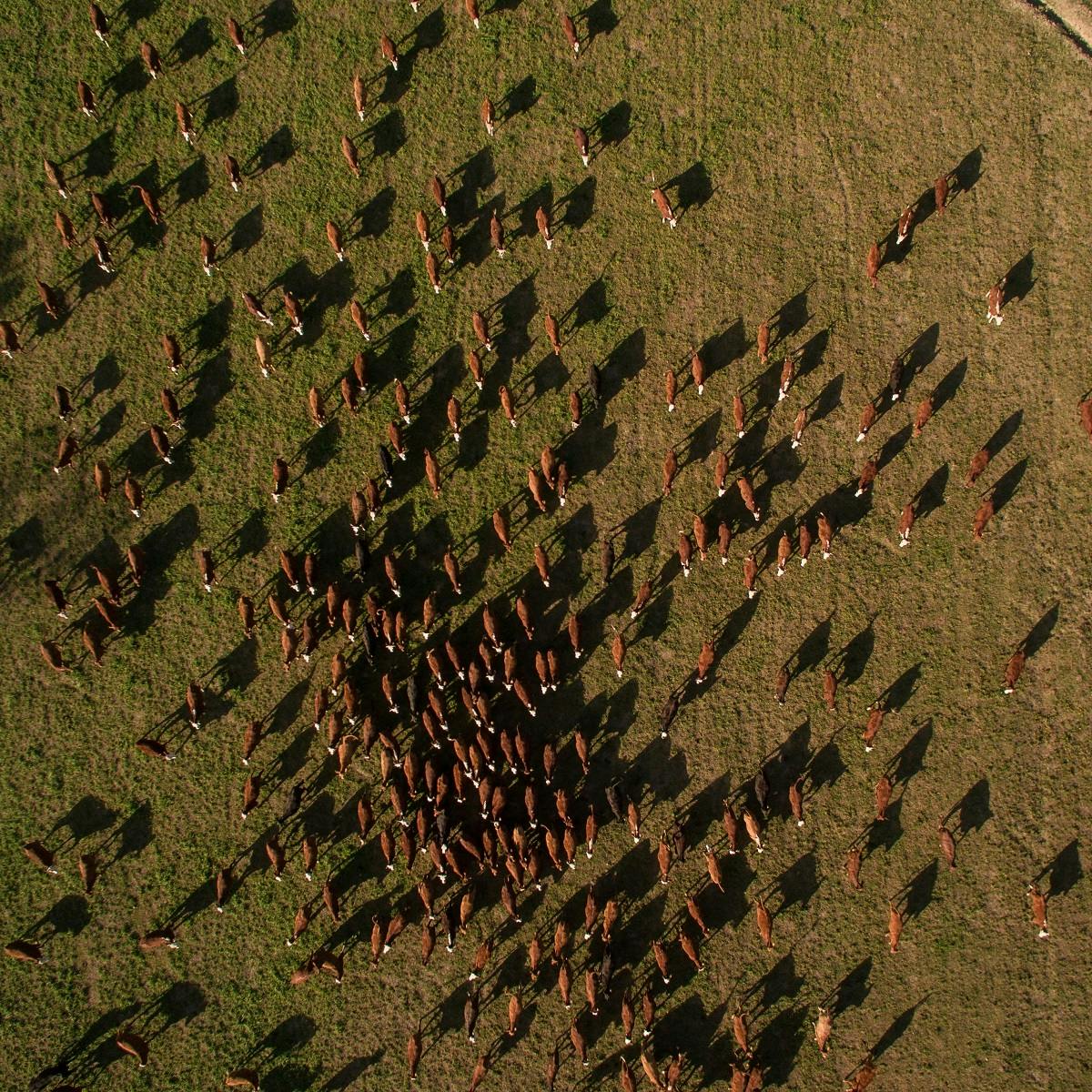 A drone image of an enormous cattle ranch, with not a tree in sight. Animal agriculture is the leading cause of deforestation.