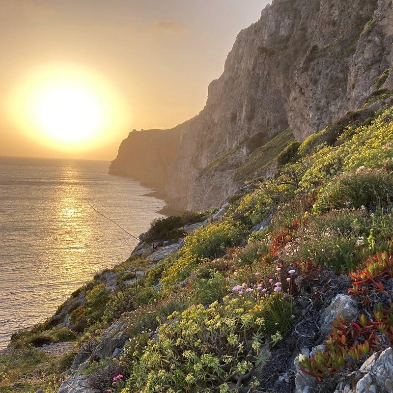 Diverse and colourful vegetation grows on steep cliffs on the seaside as the sun sets in the background. 