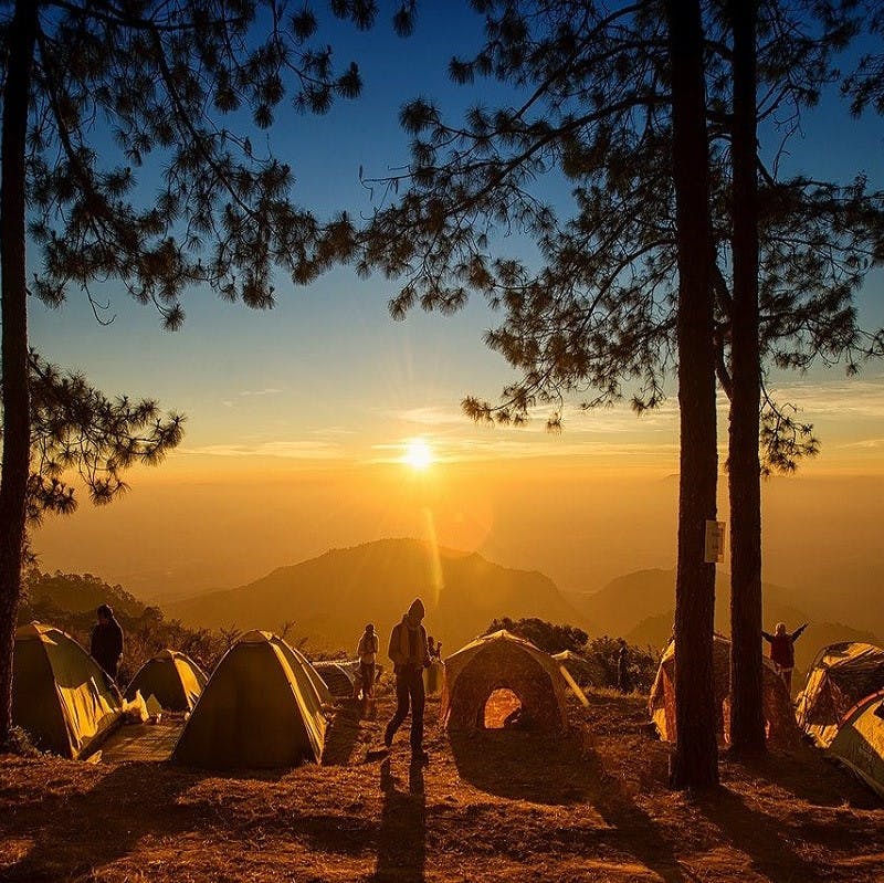 A group of tents and campers pitched in a forest with a view of the horizon. Nature-based tourism is one of the various benefits rewilding brings to the table.