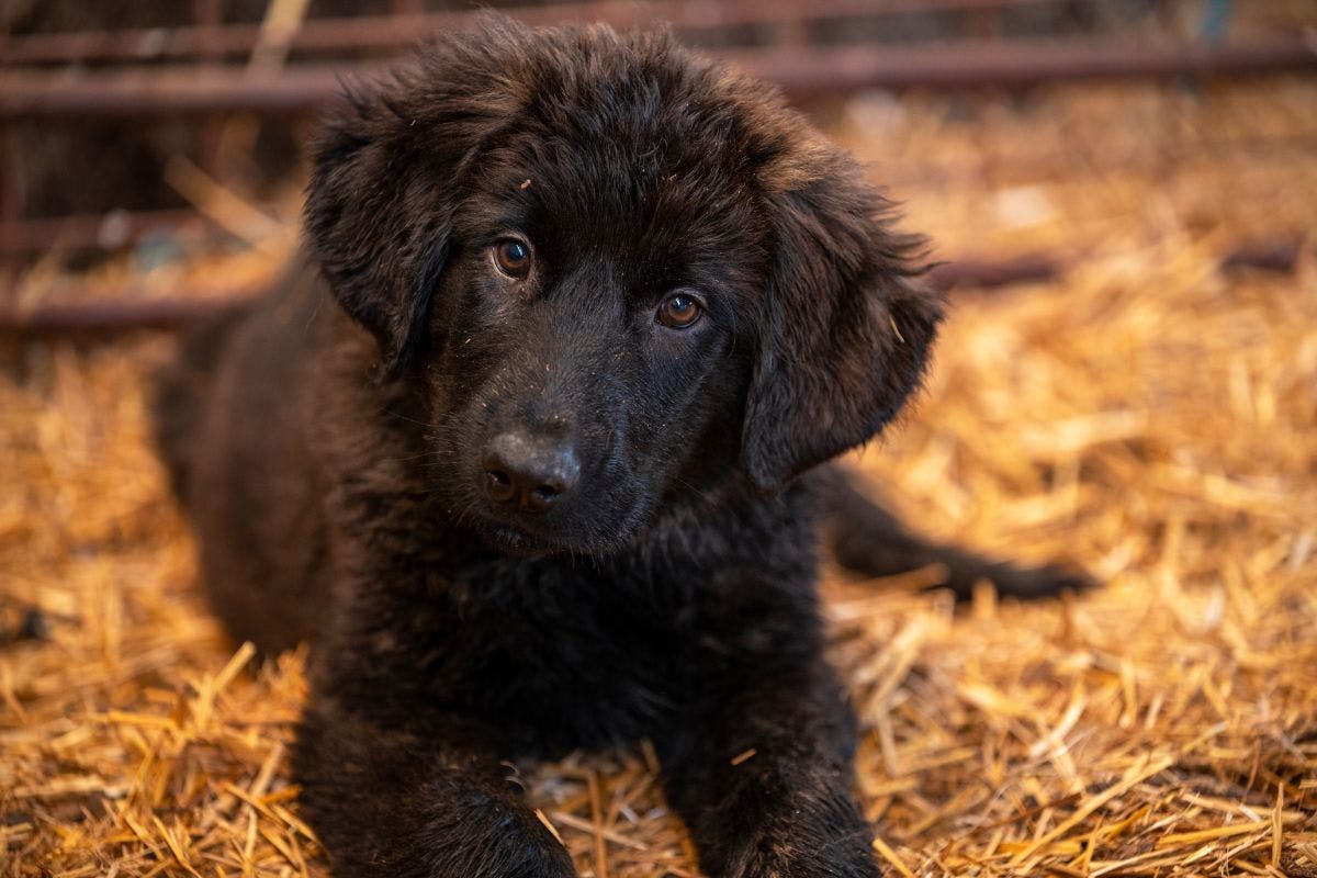 Support livestock guarding dogs