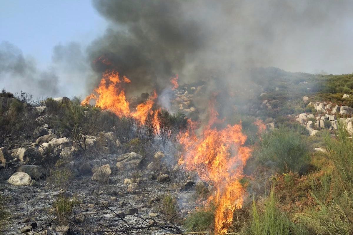 A controlled burn moves across a landscape of shrub