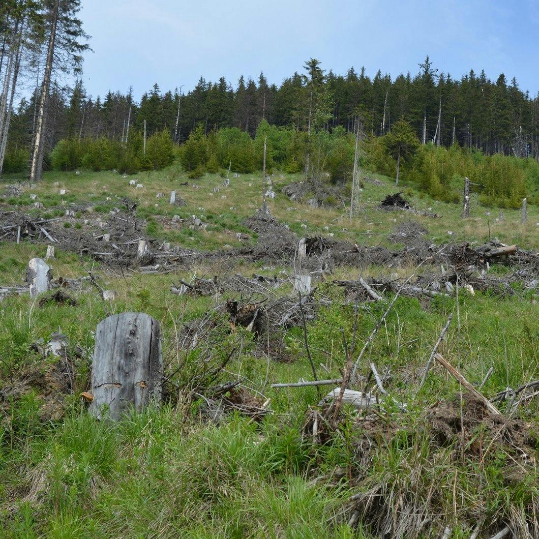 A clear cut area covered in old tree trunks and debris. Such clear cuts are driving Romania's brown bears out of the forests and into villages.