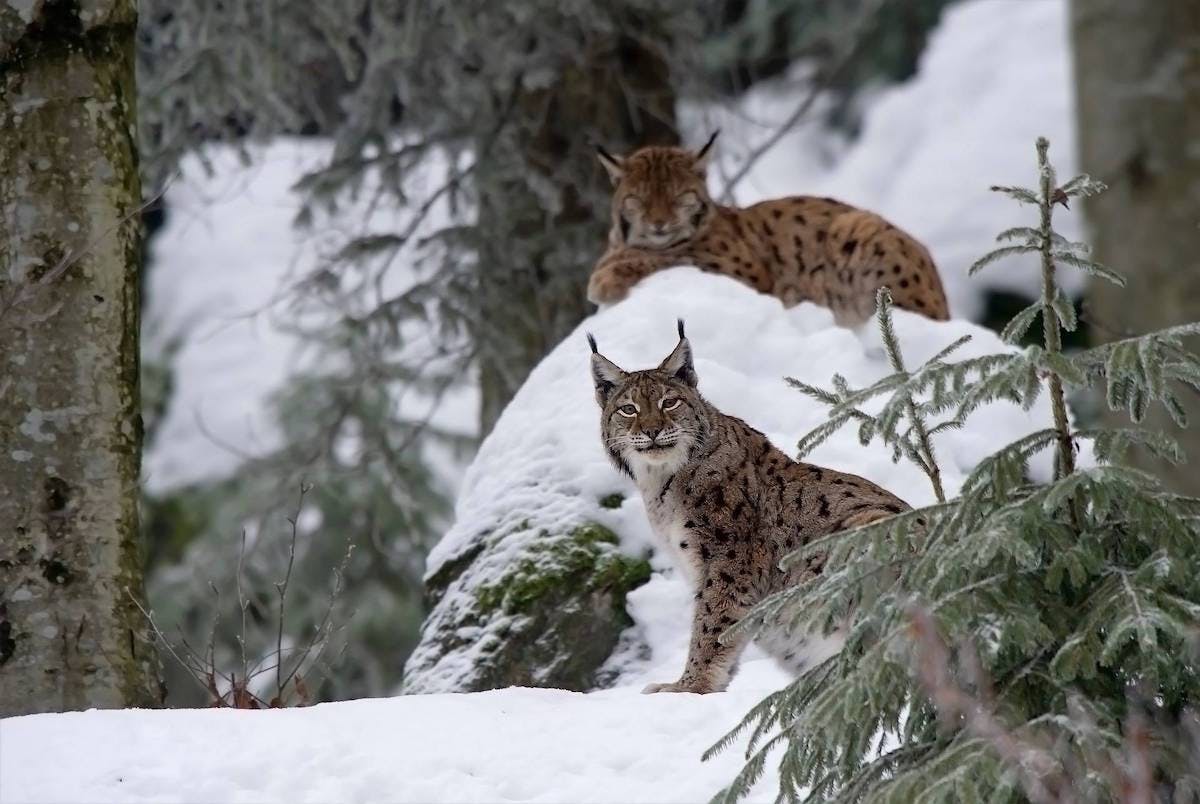 Two Eurasian lynx rest in a snow covered conifer forest