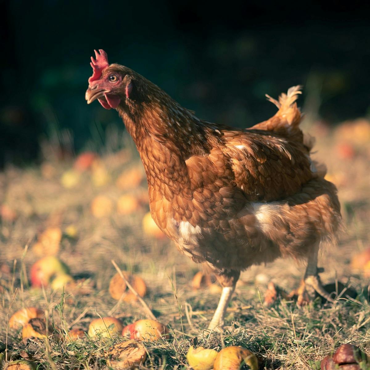 Free roaming chickens are at the centre of permaculture principles