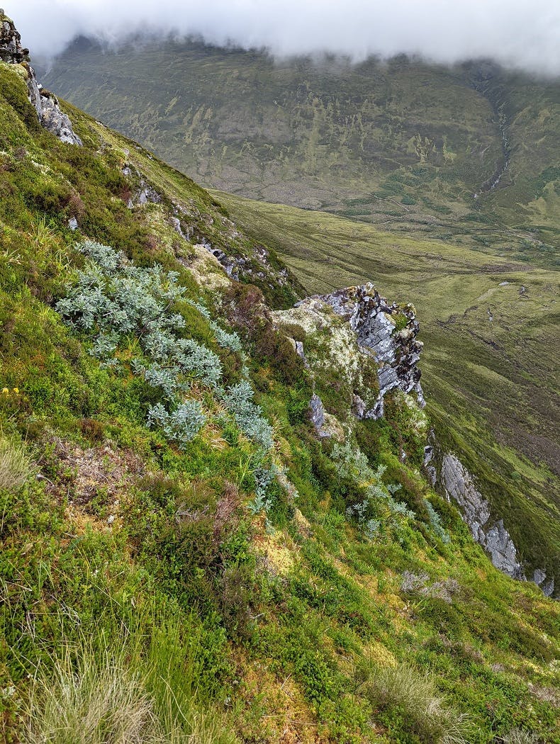 Downy willow on the side of a mountain in Alladale Wilderness Reserve