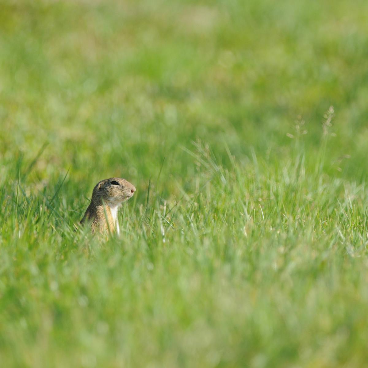 A ground squirrel pokes its head above a field of green grass