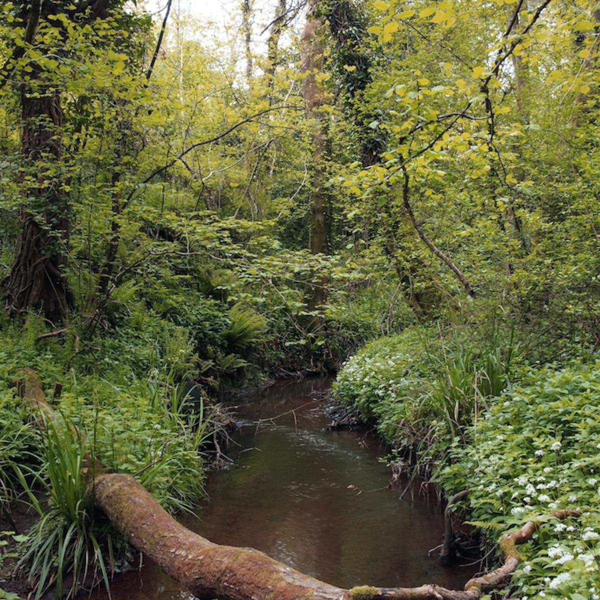 lush vegetation along the river chew