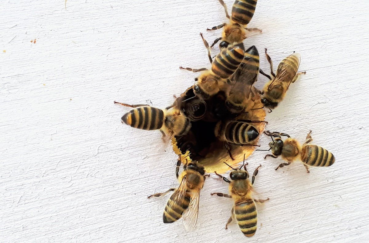 Nine worker bees entering their hive. 