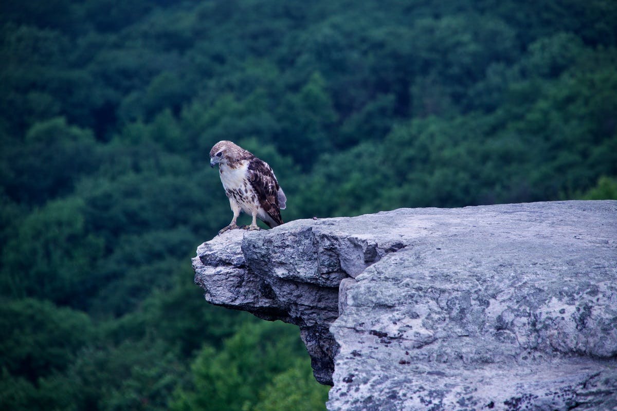 A bird of prey perched on a rock ledge looking downwards.