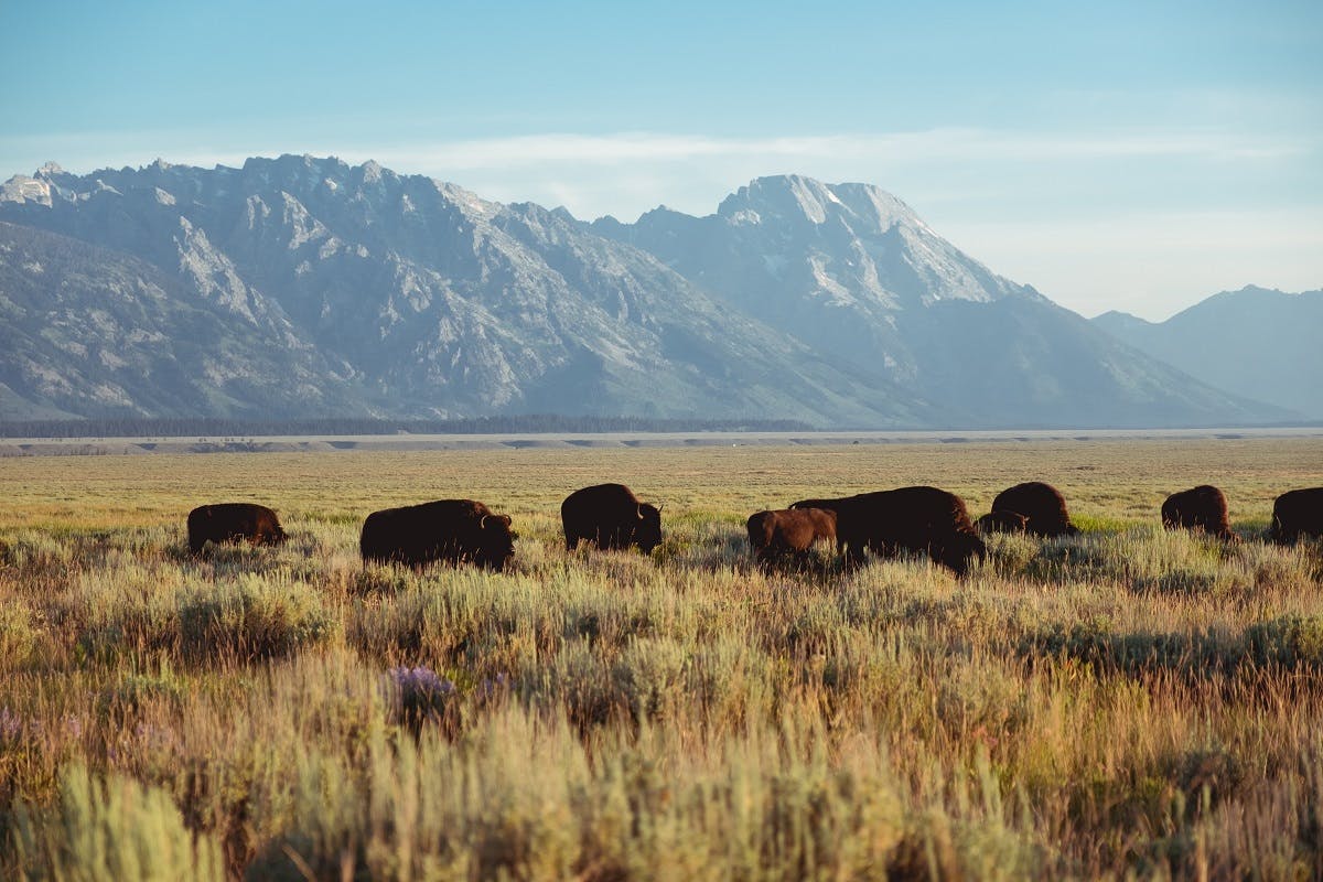 A herd of bison grazing in the great plains of North America.