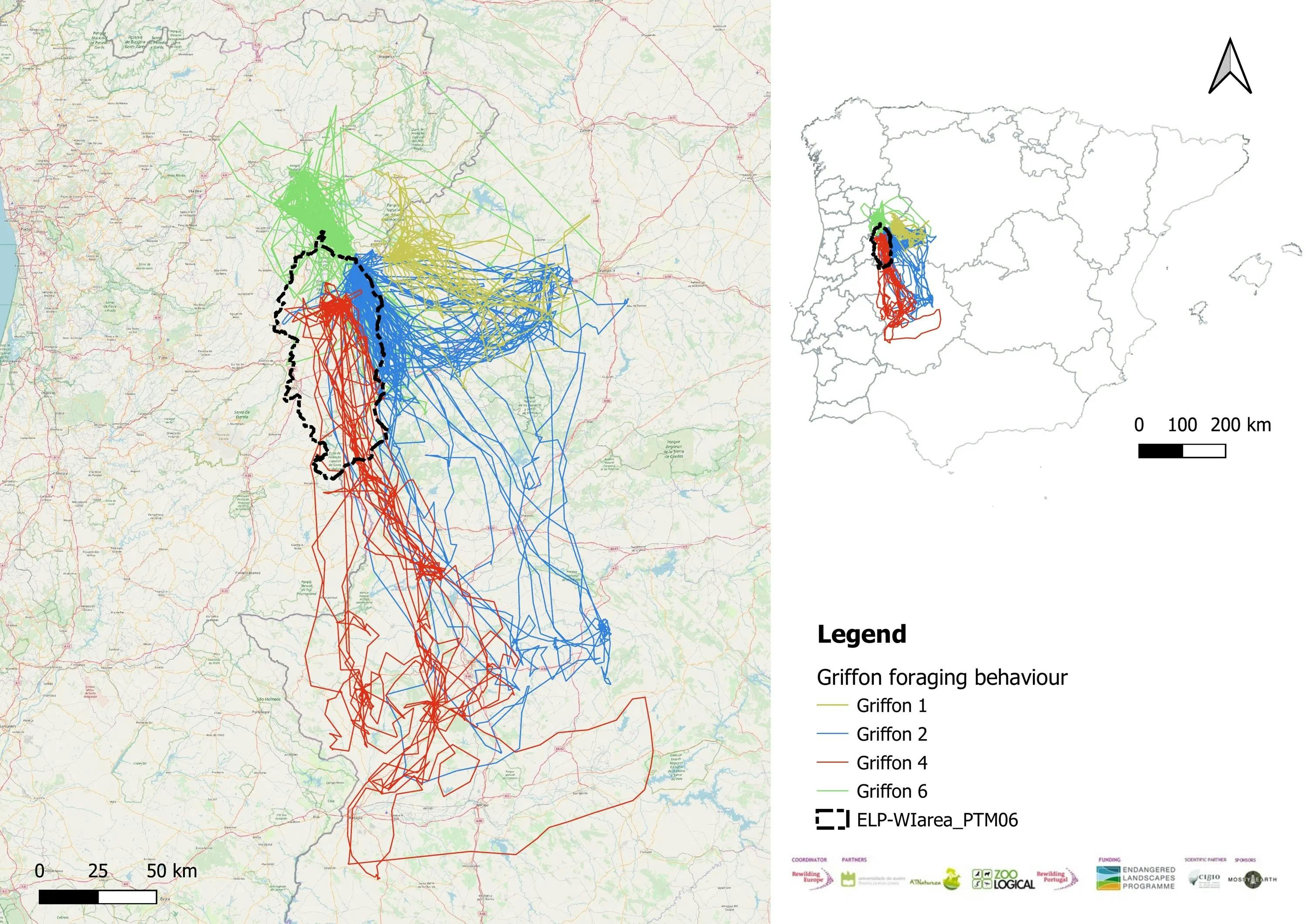 Map of the Iberian Peninsula showing the movement pattern of the Griffon vultures tagged through one of our rewilding projects, as a set of colored lines. 