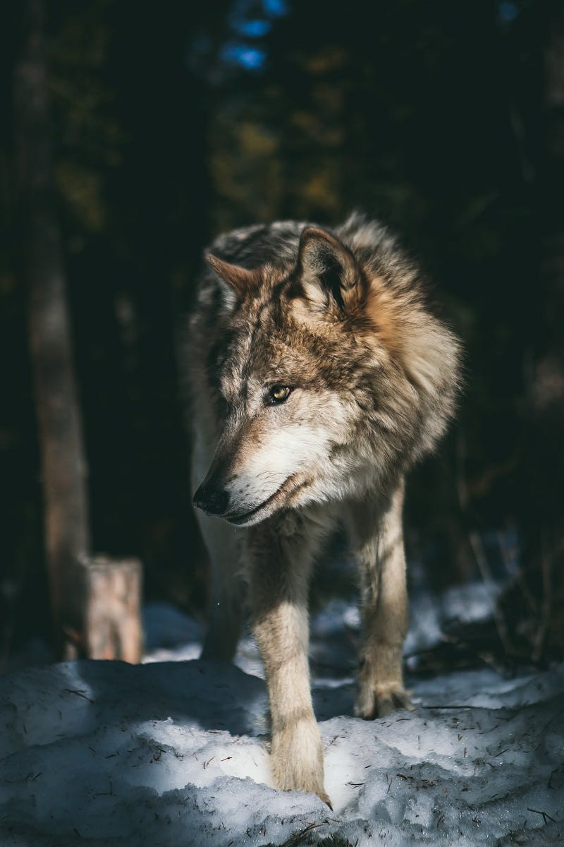 A wolf walking through a woodland.