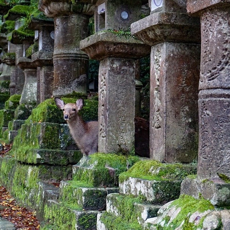 A deer in Nara, Japan, peers out from a cemetery during the covid-19 lockdown as the city rewilds. 