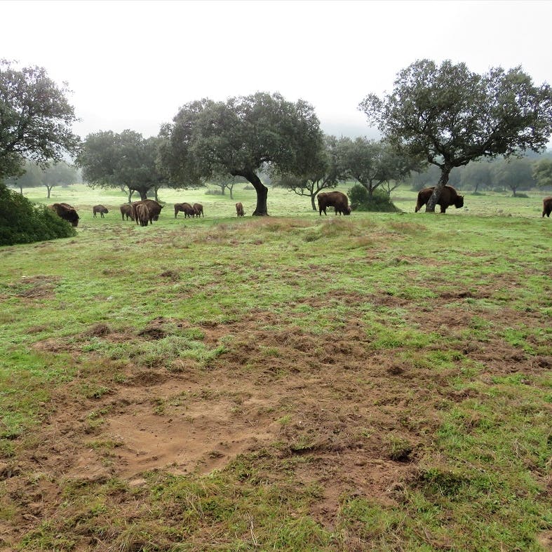 European bison wallow on a wild boar digging area.