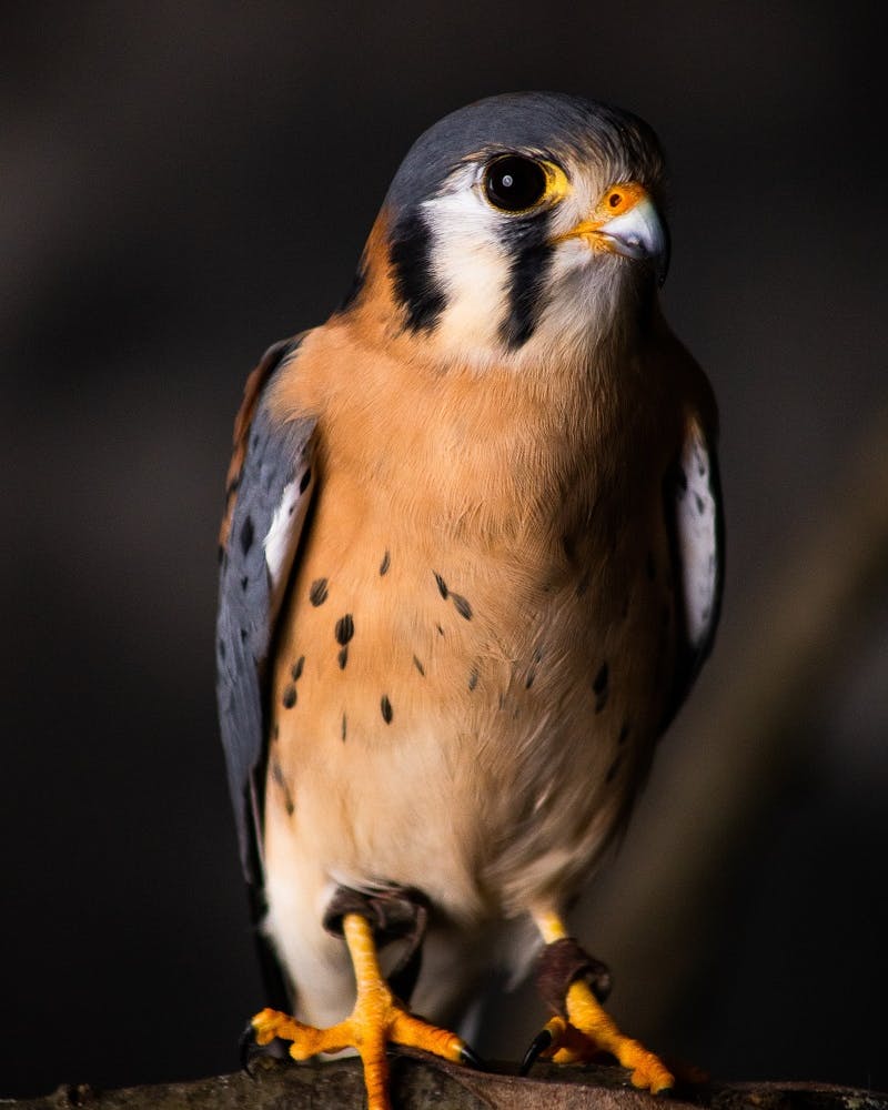 A portrait of peregrine falcon, one of the birds being brought back to wilder lands at the Knepp Castle Estate in the UK.