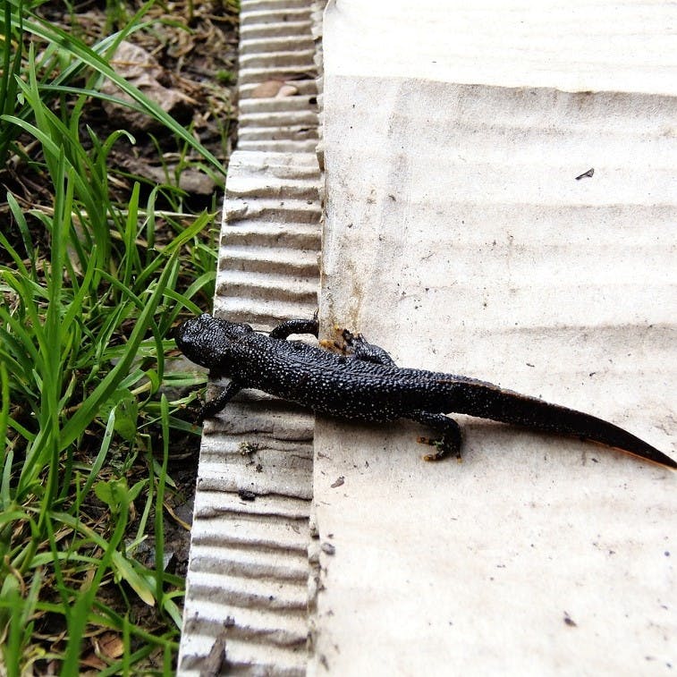a great crested newt