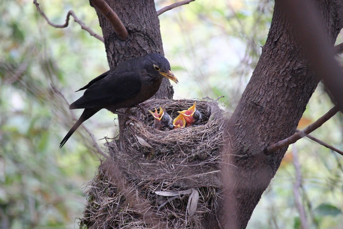 A bird and their children atop a tree.