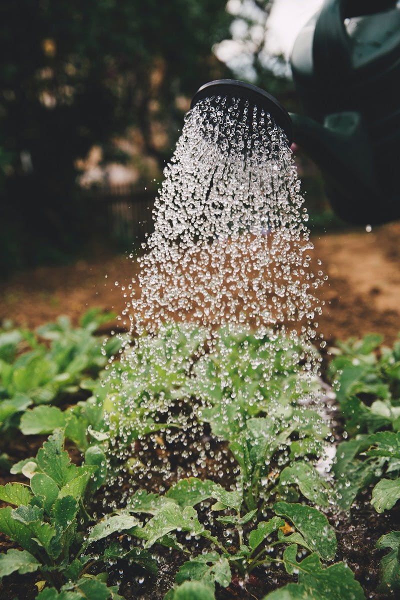 A watering can spraying water over some young plants.