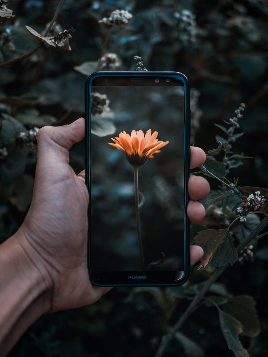 A wild food foraging app being used to identify a wild flower.