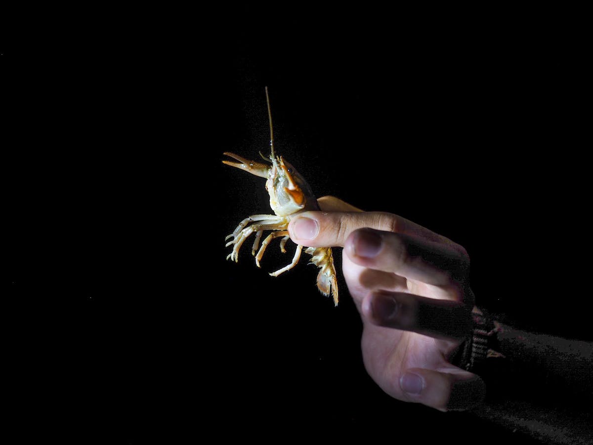 A white-clawed crayfish in someone's grips with a pitch black background.