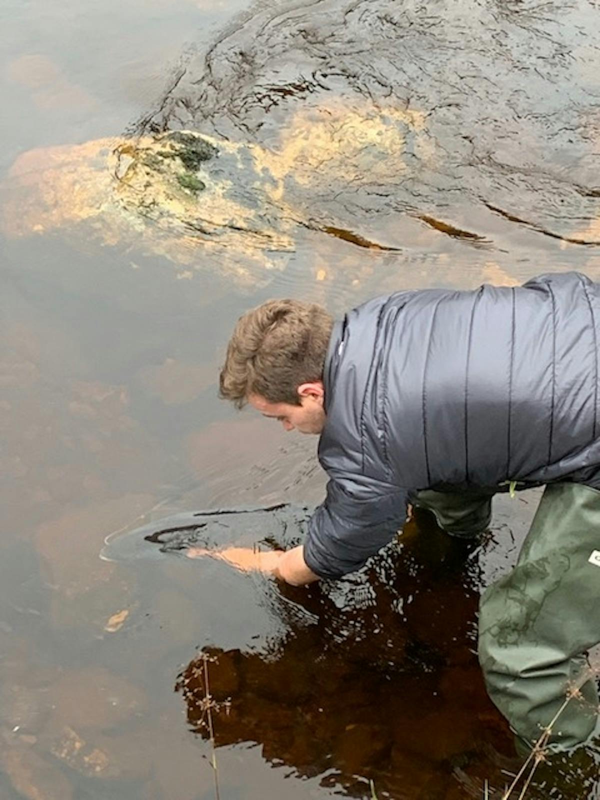 A researcher releases an adult wild Atlantic salmon back in a calm river
